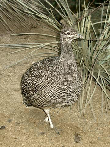 Elegant Crested Tinamou wallpaper