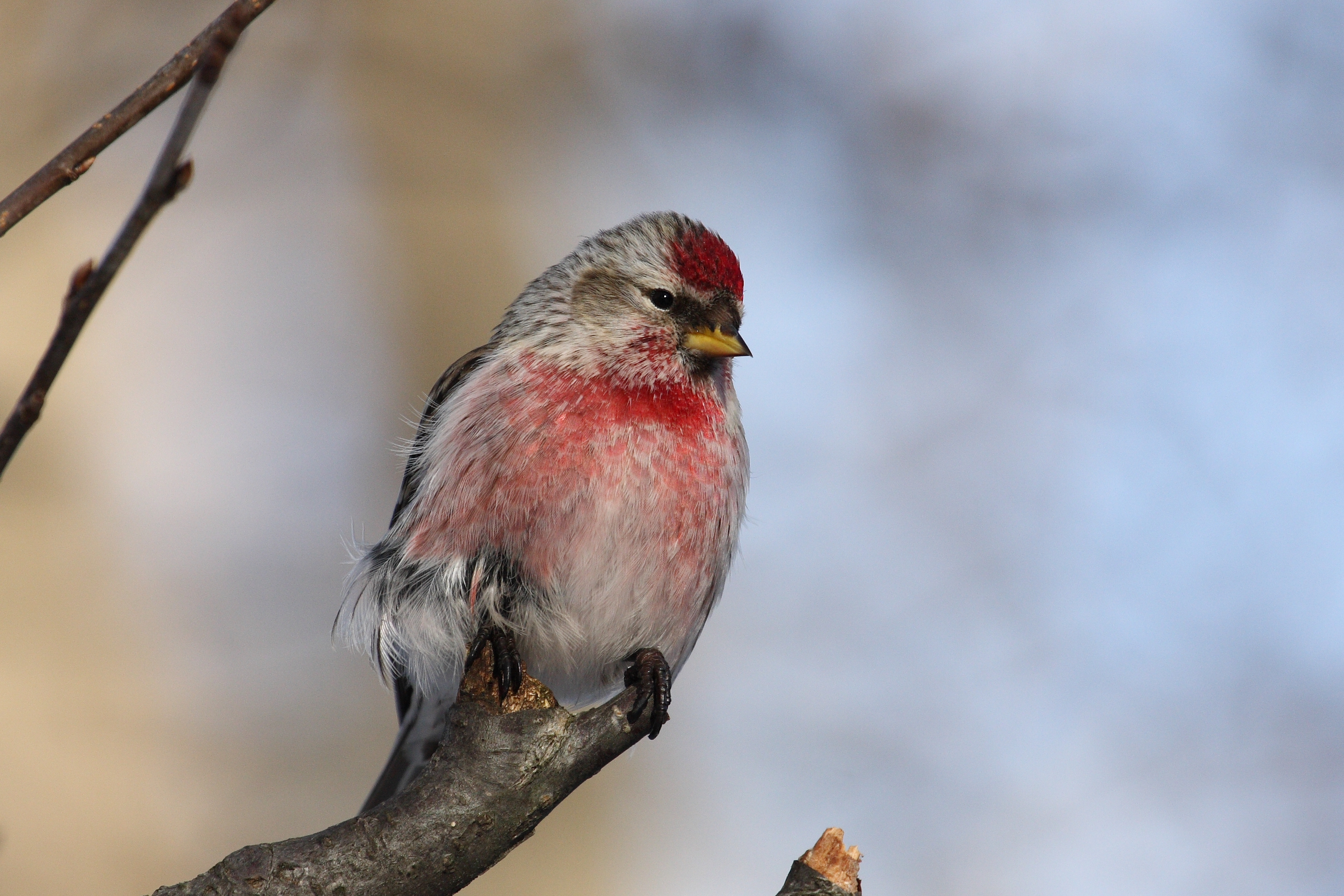 Common Redpoll wallpaper