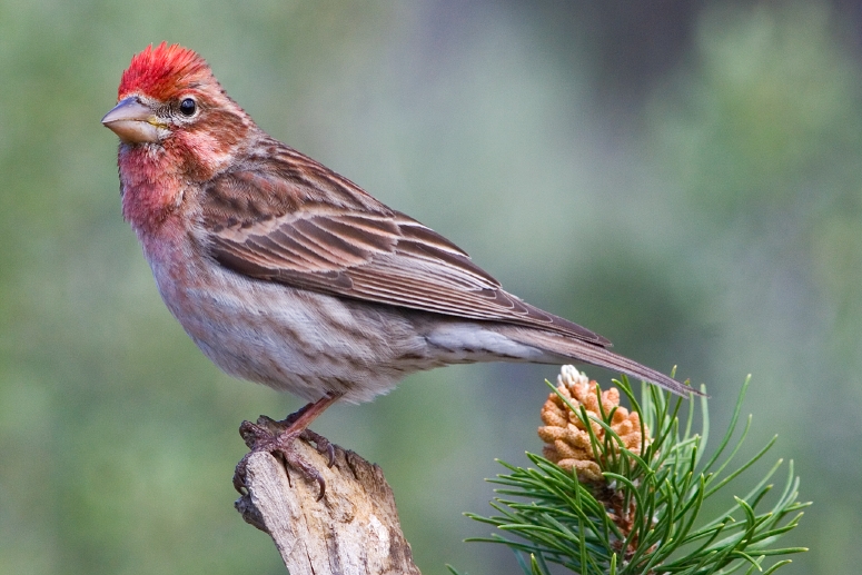 Cassin's Finch wallpaper