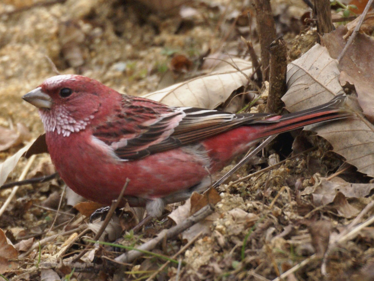 Pallas' Rosefinch wallpaper