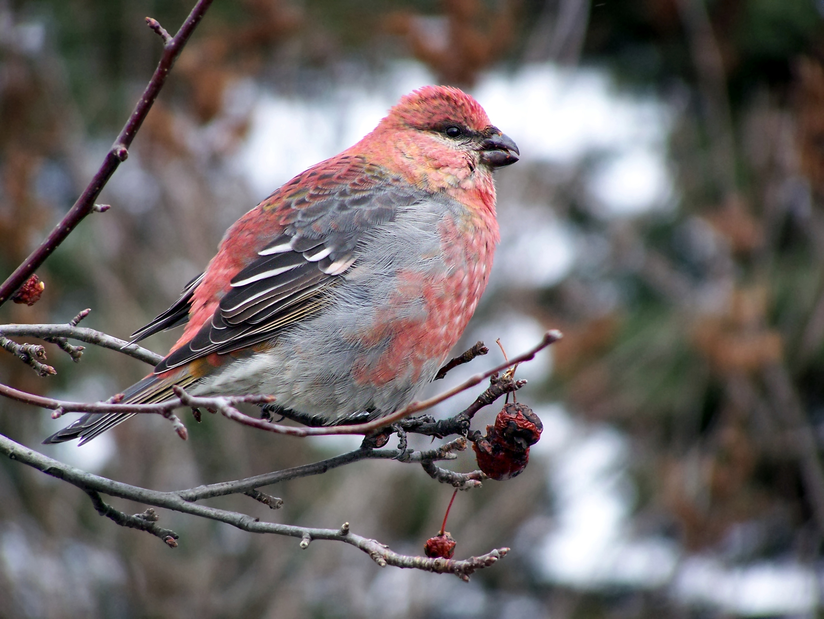 Pine Grosbeak wallpaper