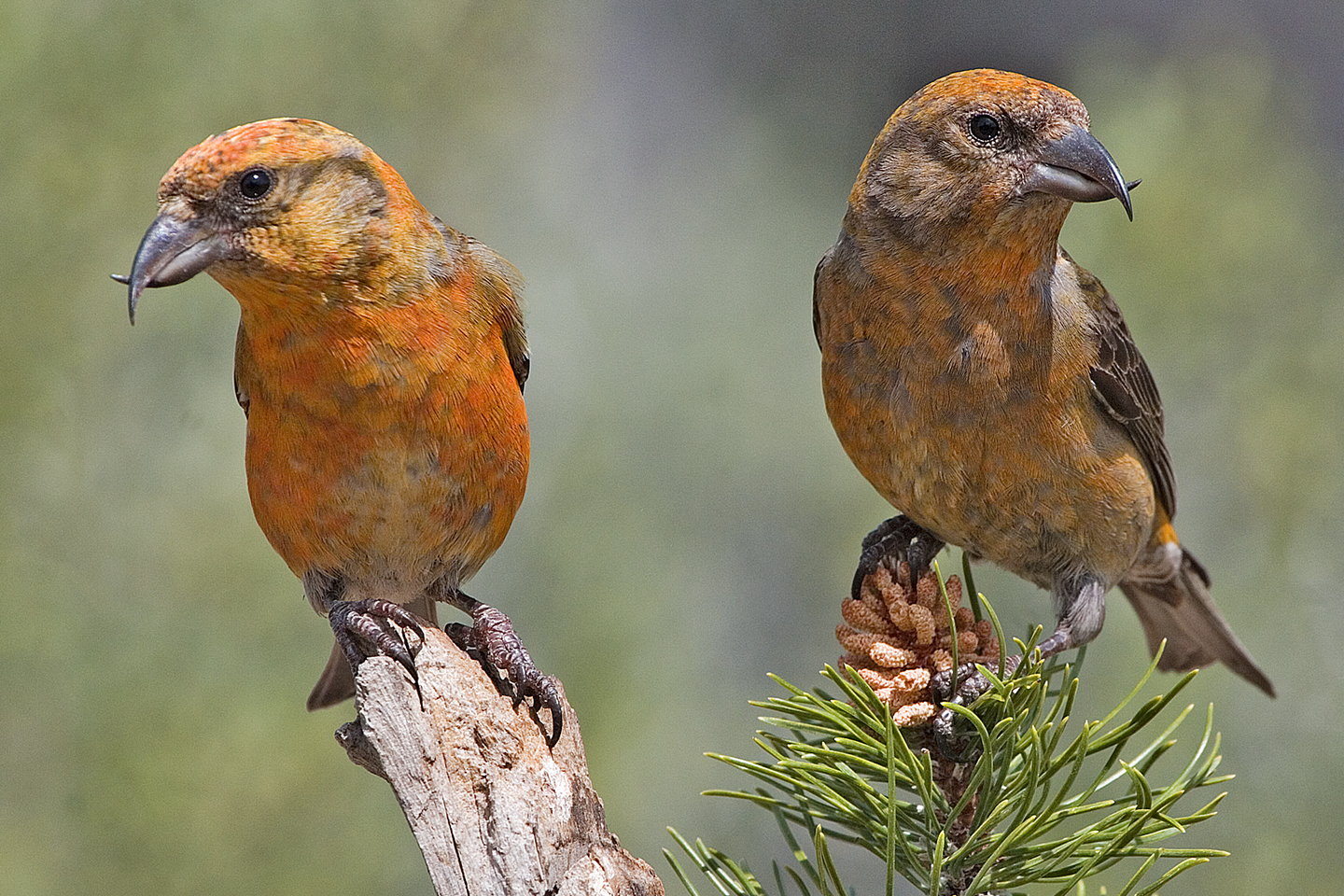 Red Crossbill wallpaper