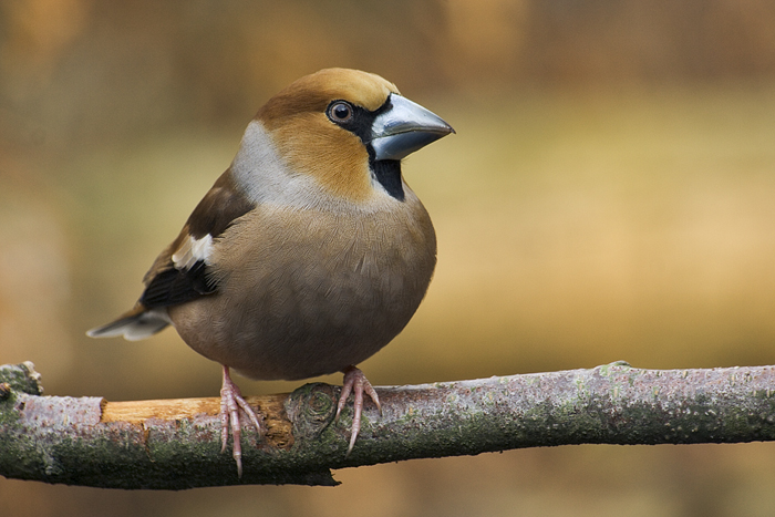 Hawfinch wallpaper