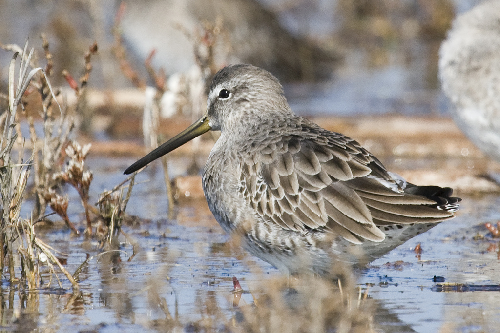 Short-billed Dowitcher wallpaper