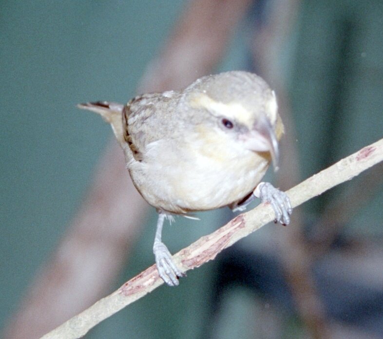 Maui Parrotbill wallpaper