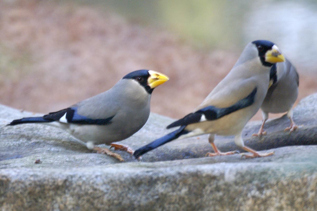 Japanese Grosbeak wallpaper