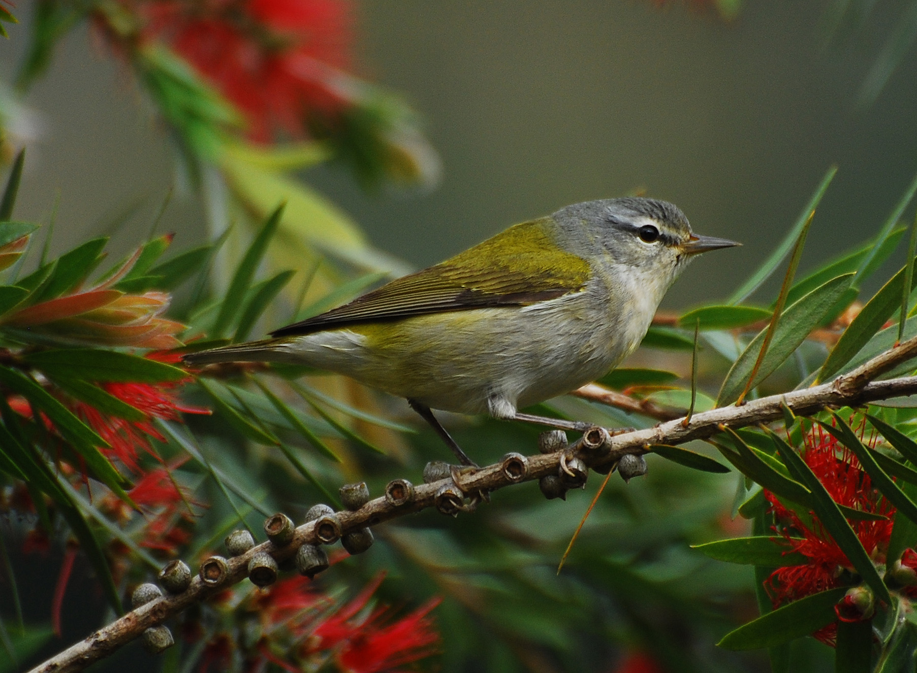 Tennessee Warbler wallpaper