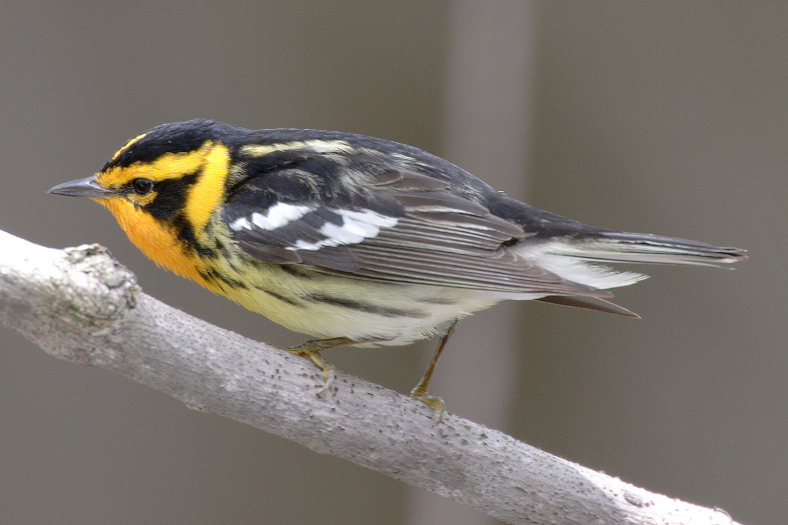 Blackburnian Warbler wallpaper