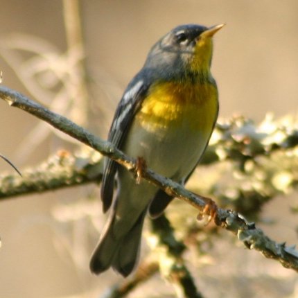 Northern Parula wallpaper