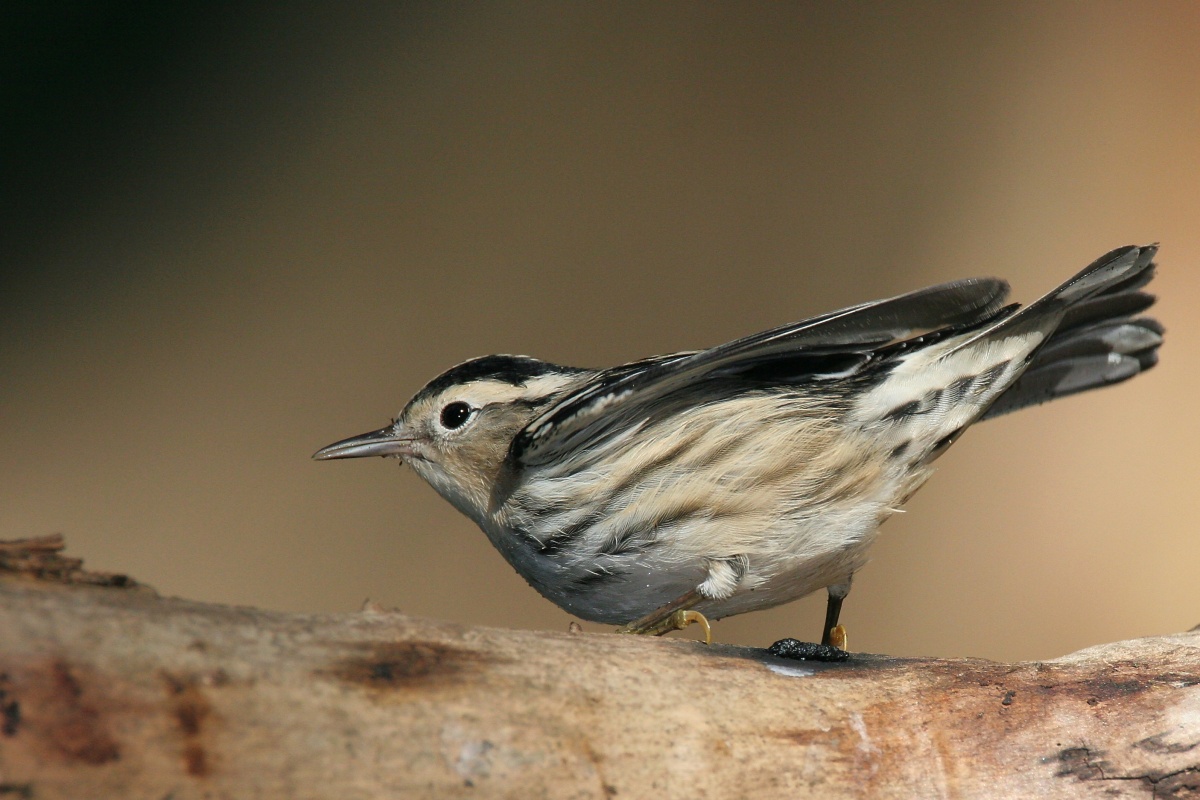 Black-and-white Warbler wallpaper