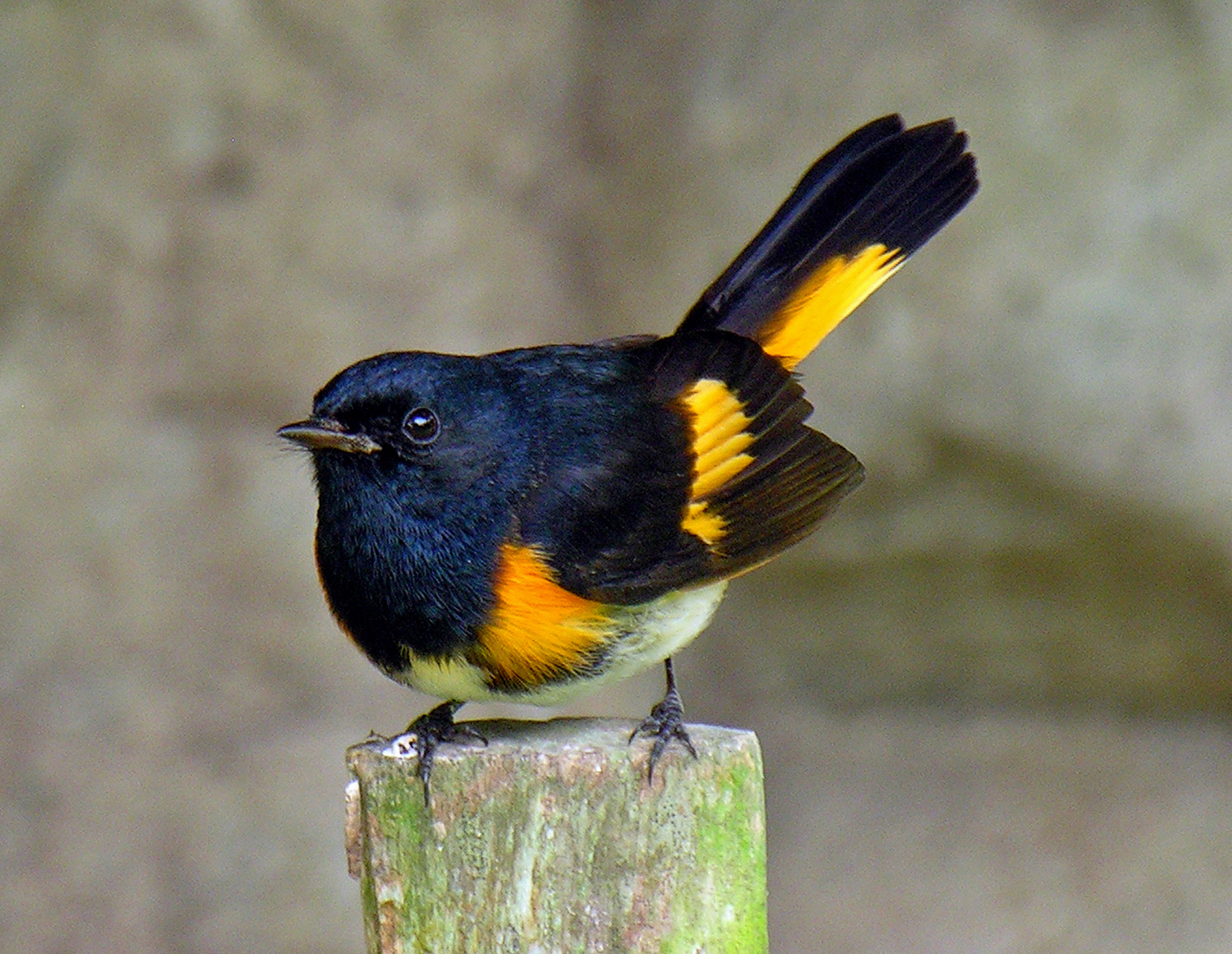 American Redstart wallpaper