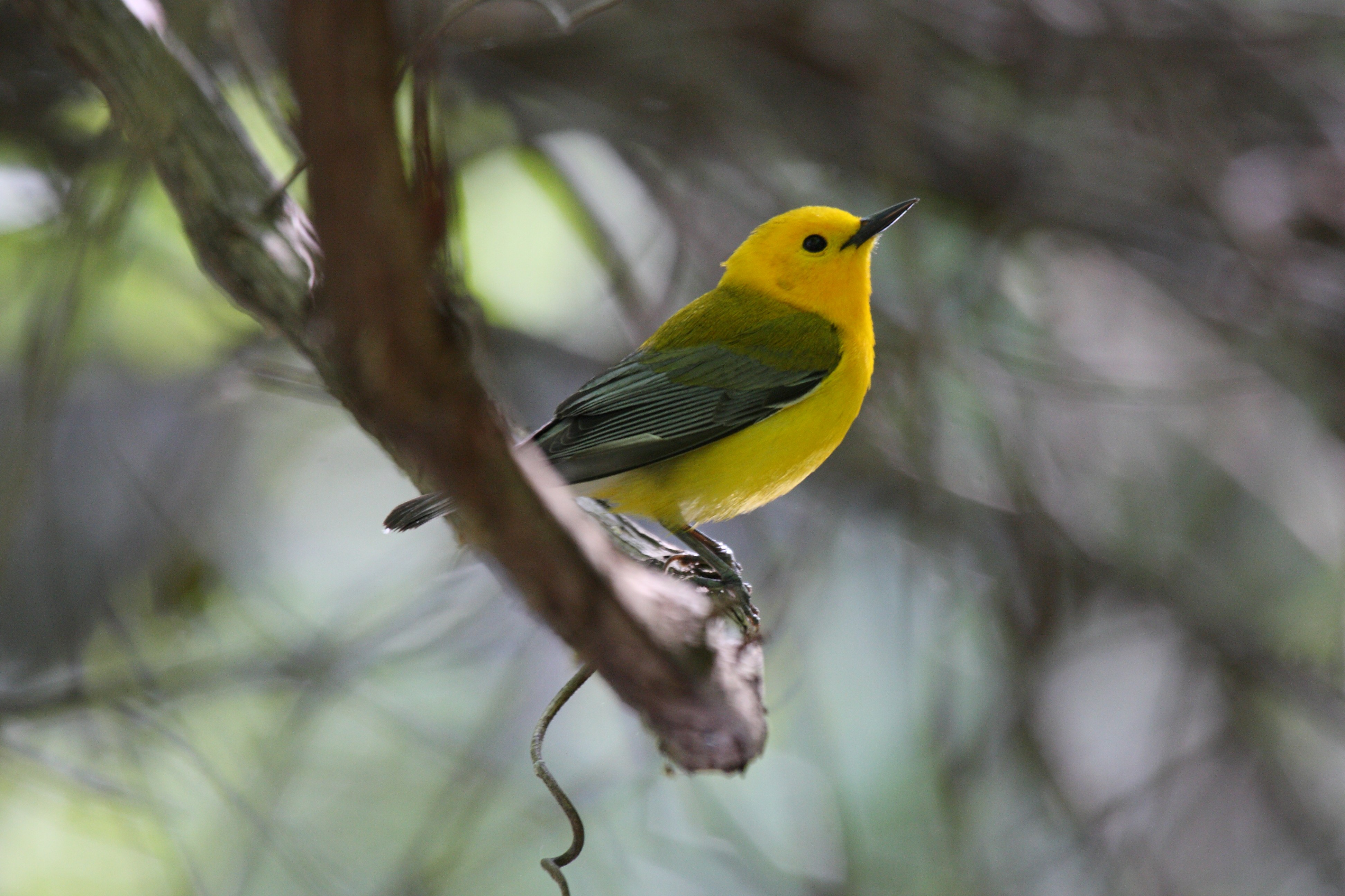 Prothonotary Warbler wallpaper