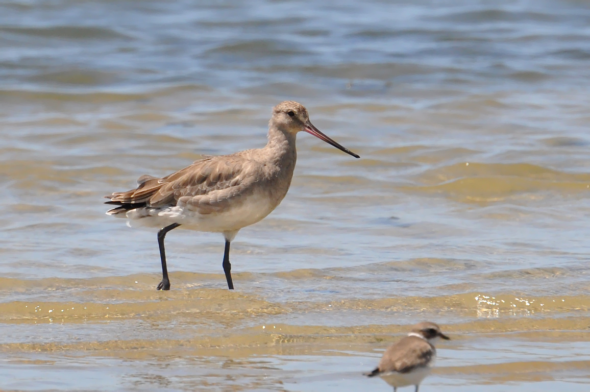 Hudsonian Godwit wallpaper