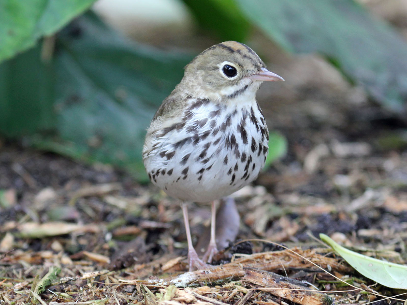 Ovenbird wallpaper