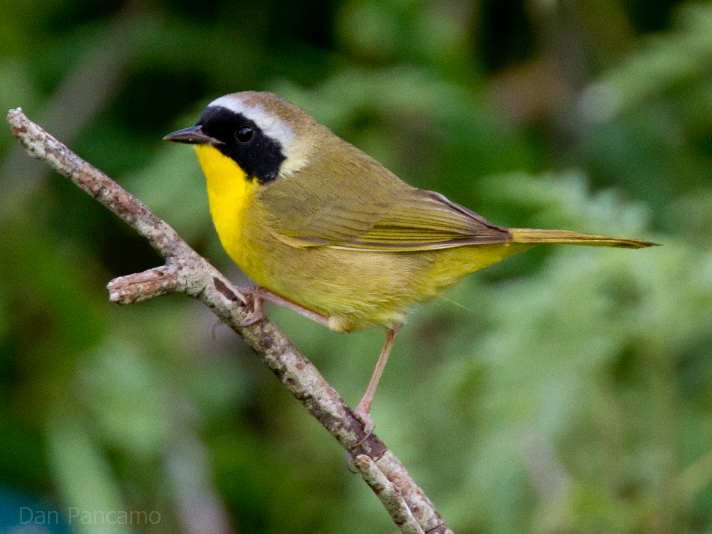 Common Yellowthroat wallpaper