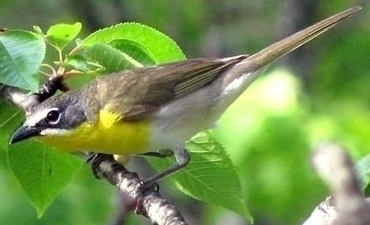 Yellow-breasted Chat wallpaper