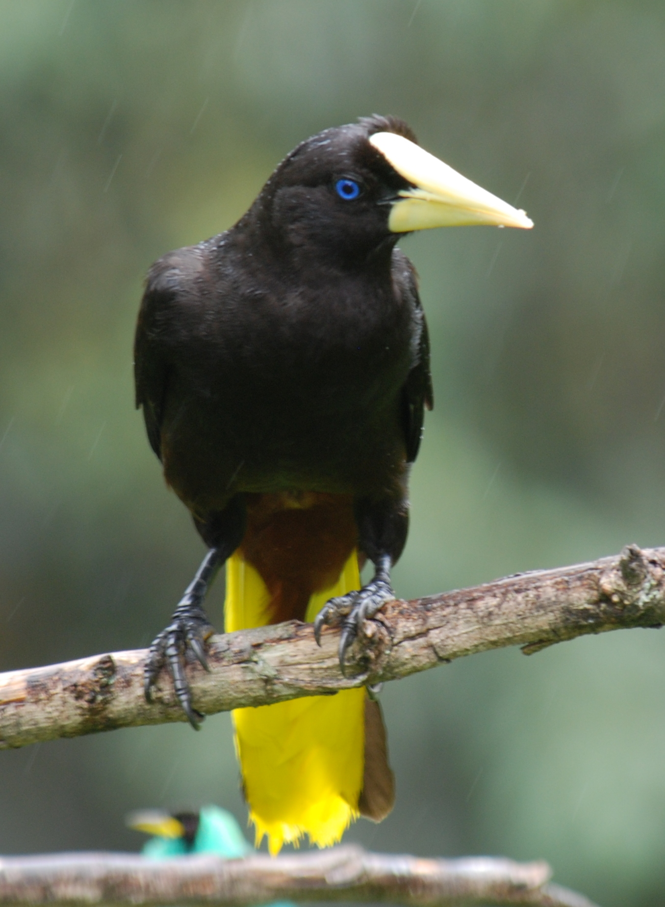 Crested Oropendola wallpaper