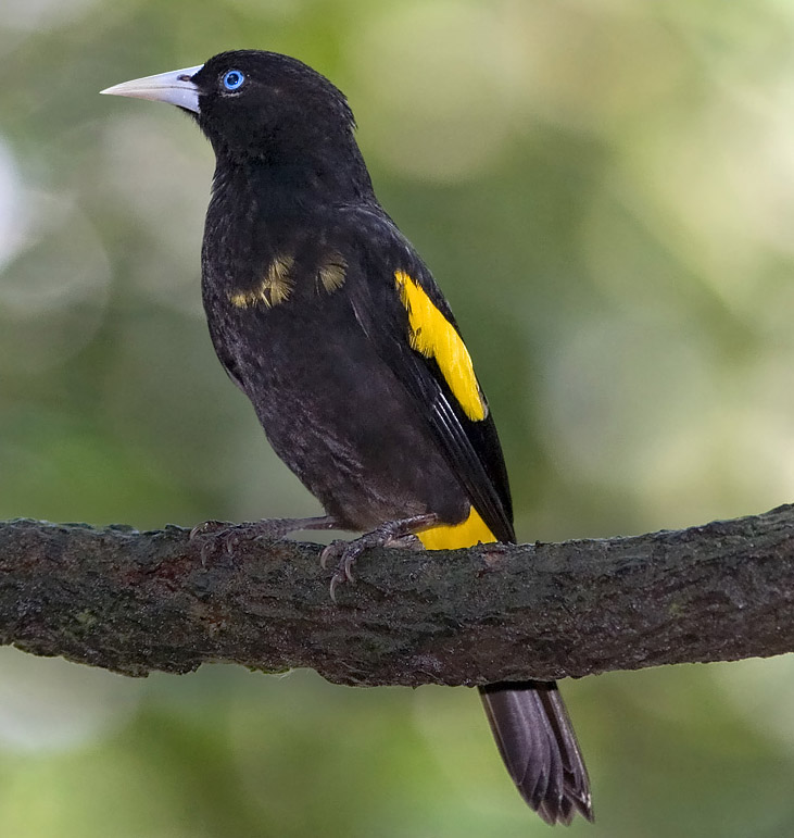 Yellow-rumped Cacique wallpaper