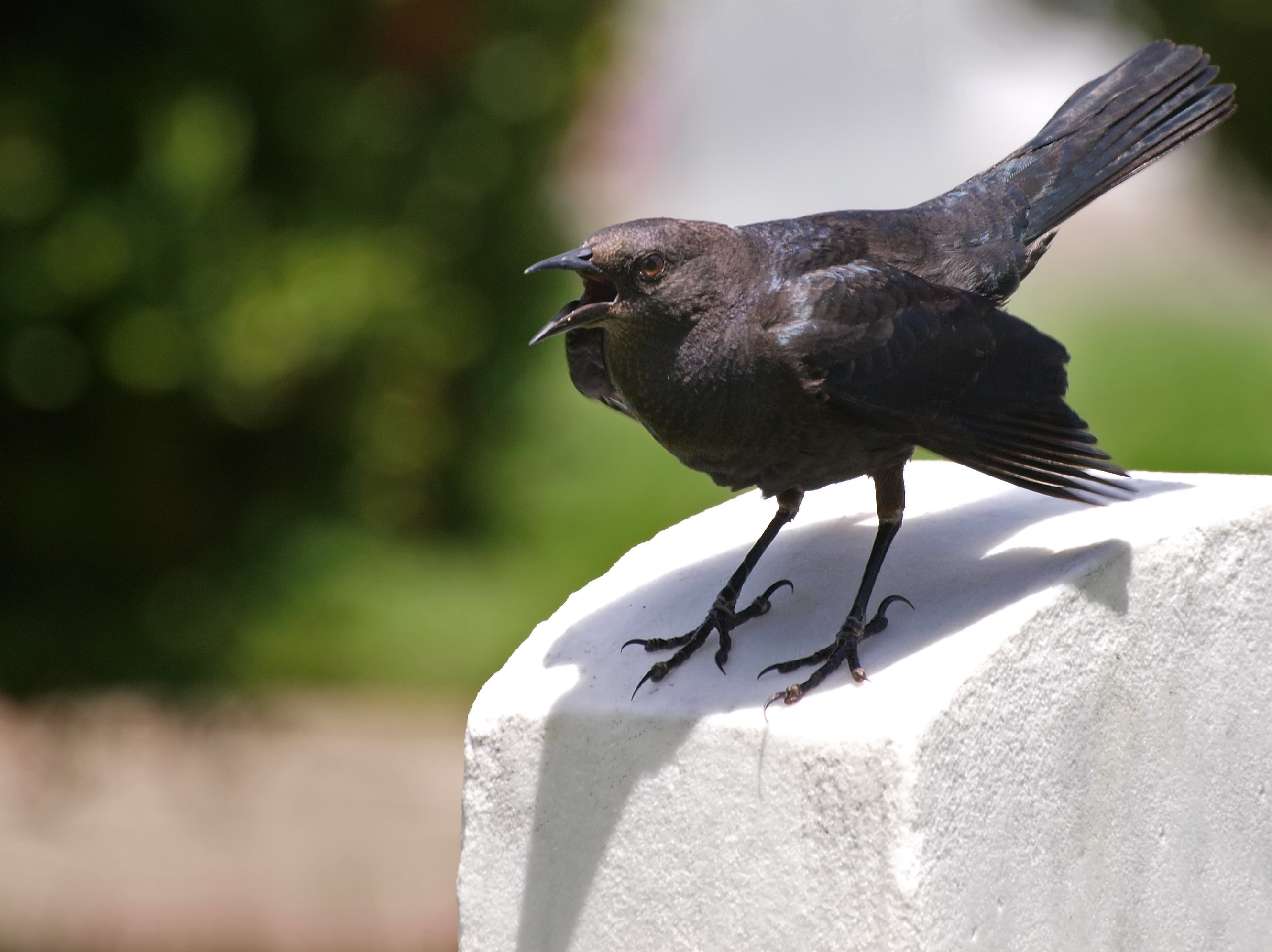 Brewer's Blackbird wallpaper