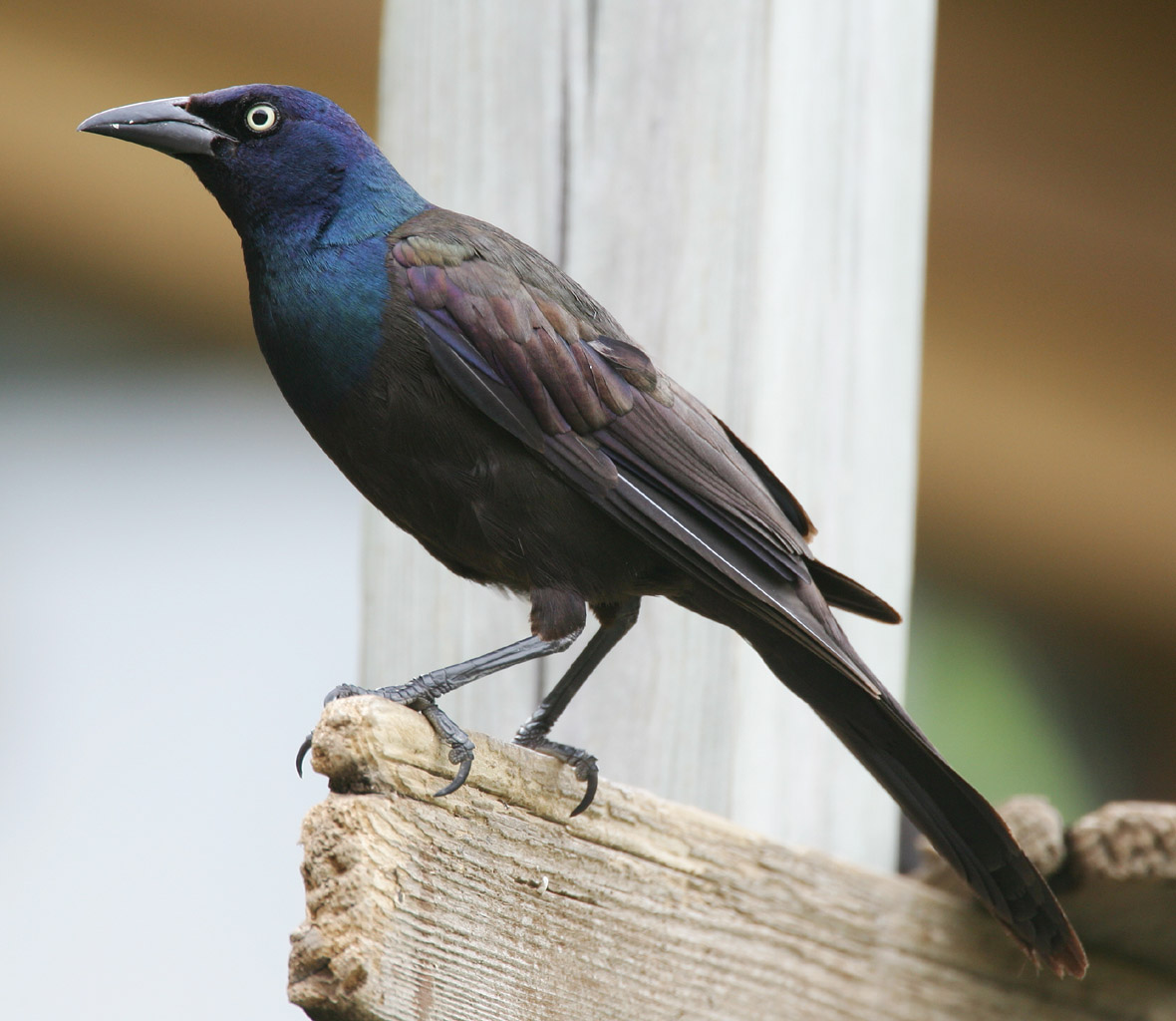 Common Grackle wallpaper