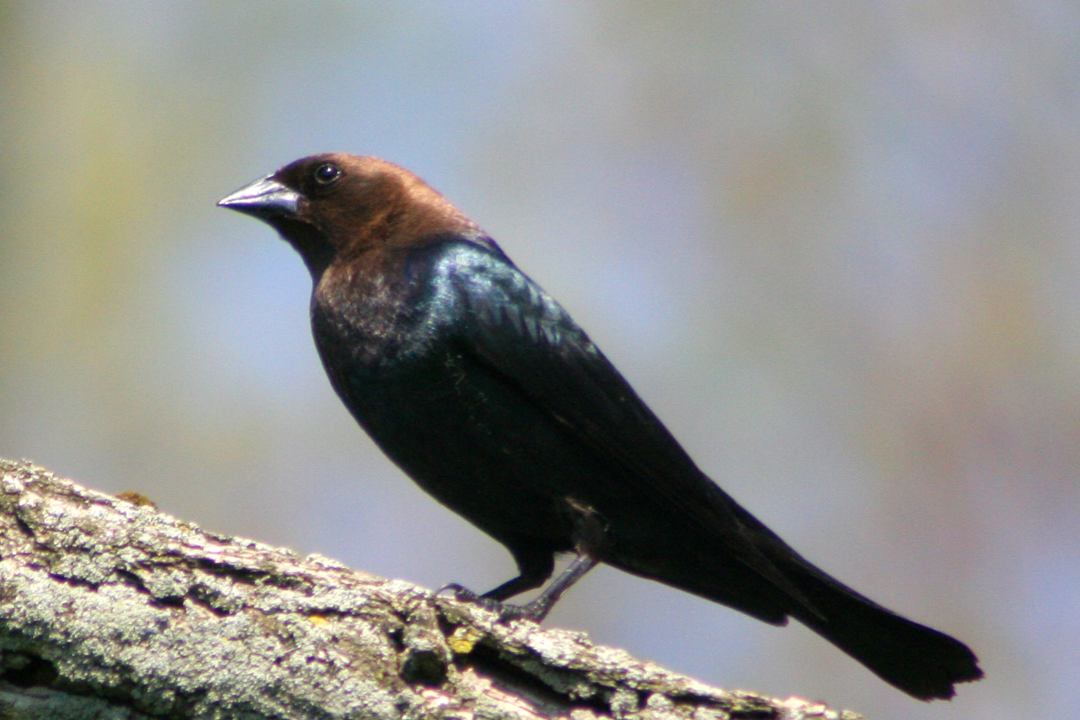 Brown-headed Cowbird wallpaper