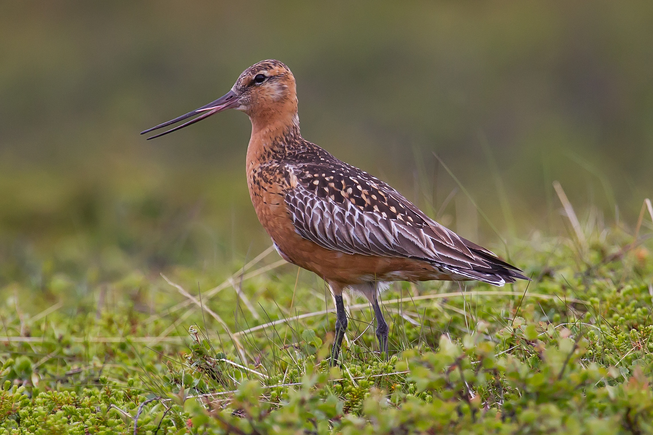 Bar-tailed Godwit wallpaper