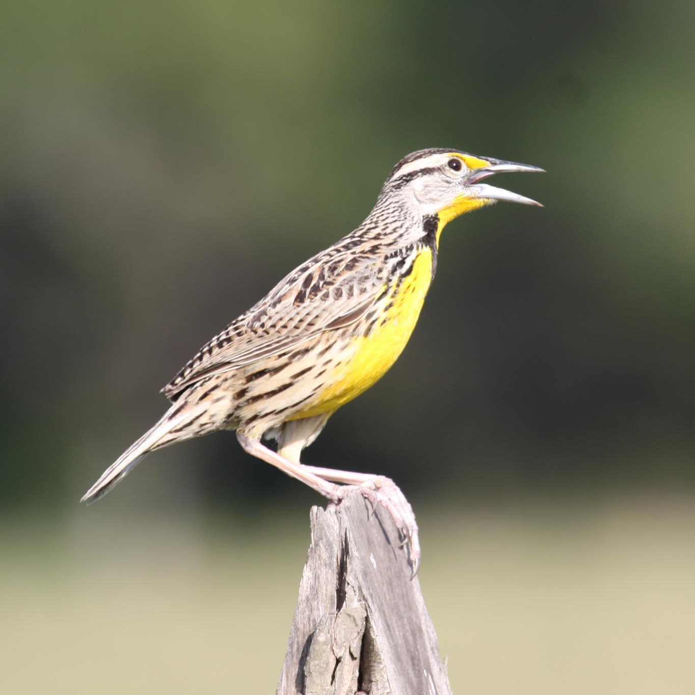 Eastern Meadowlark wallpaper