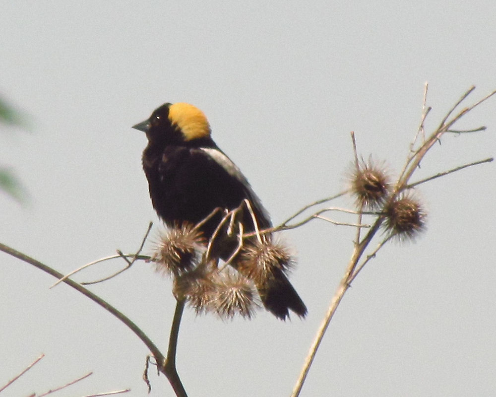 Bobolink wallpaper