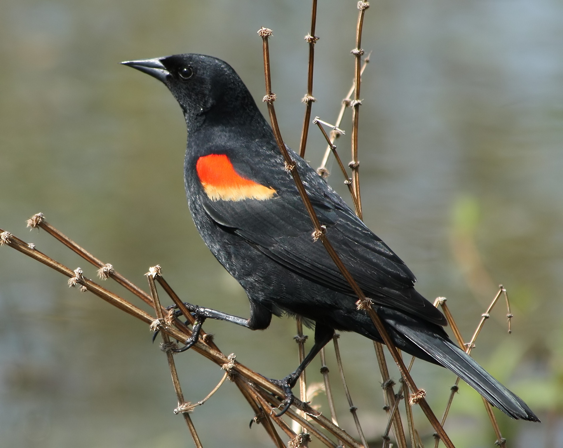 Red-winged Blackbird wallpaper