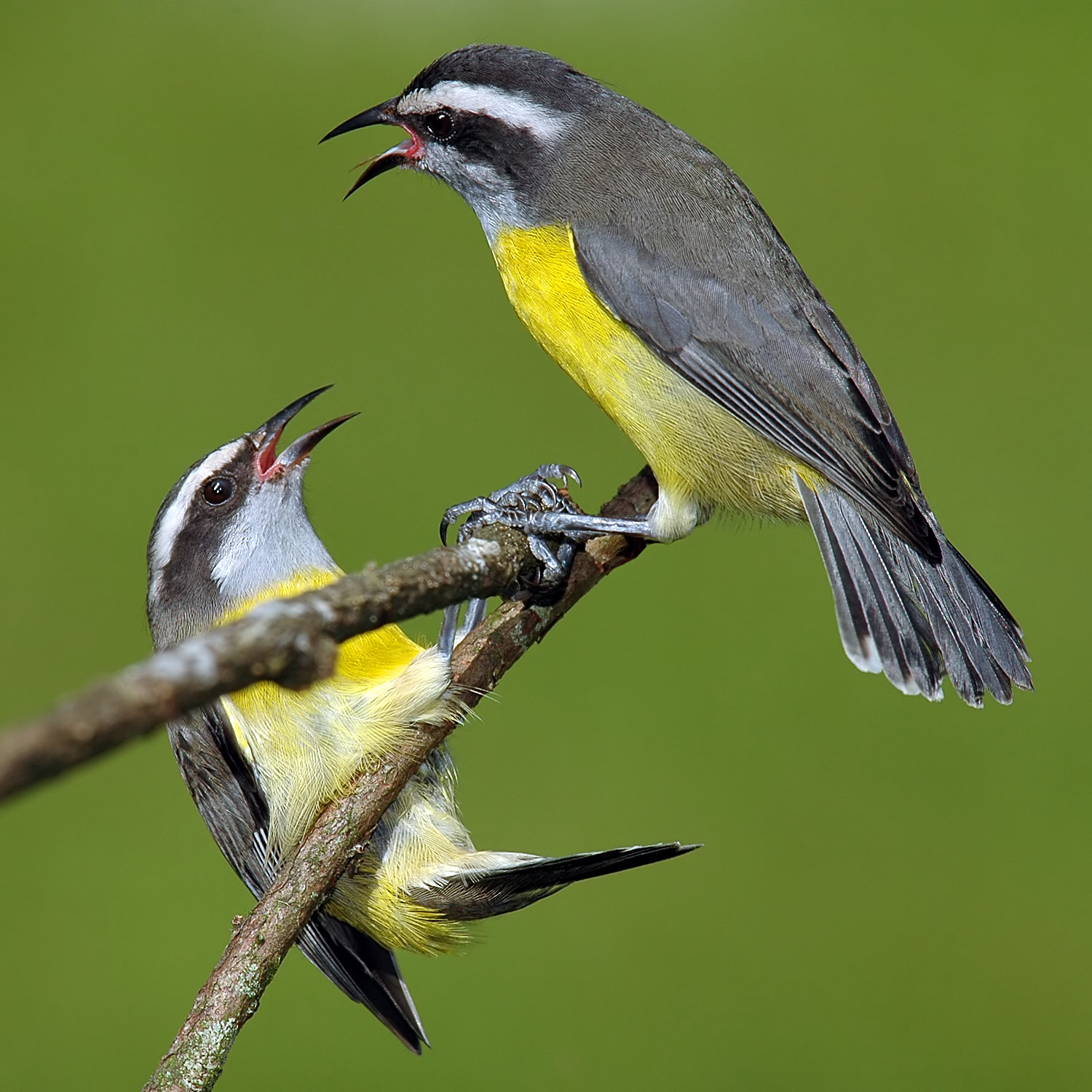 Bananaquit wallpaper