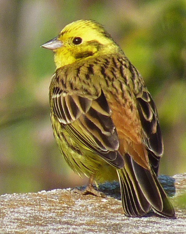 Yellowhammer wallpaper