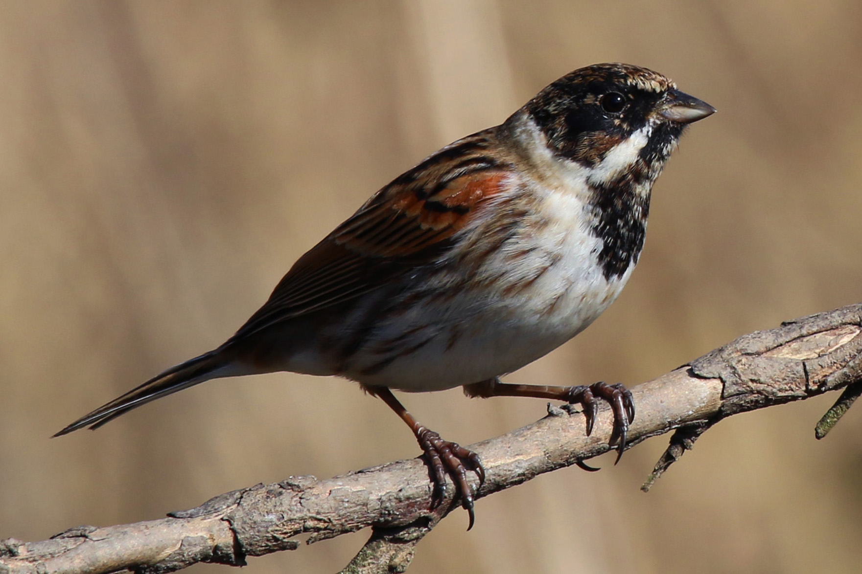 Reed Bunting wallpaper