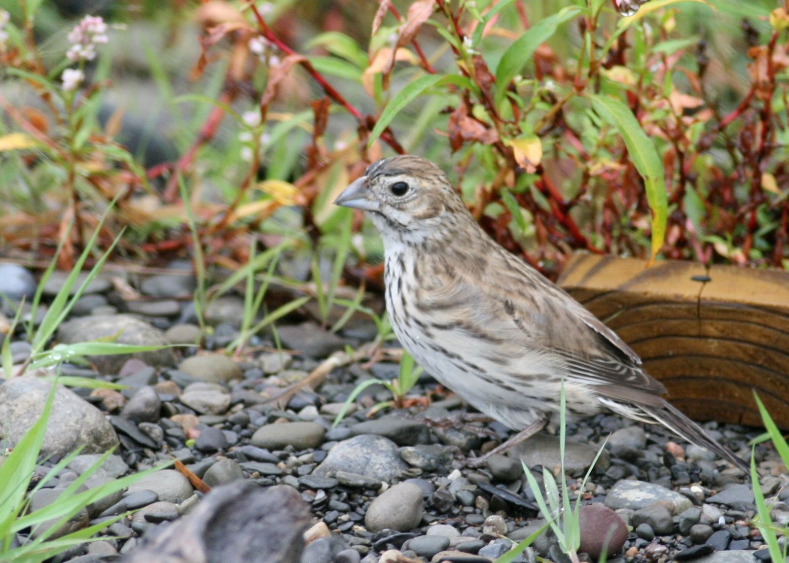 Lark Bunting wallpaper