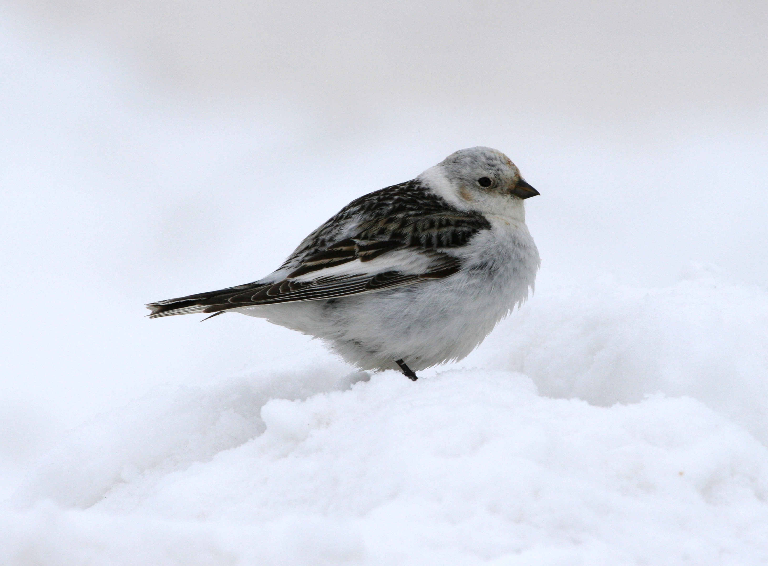 Snow Bunting wallpaper