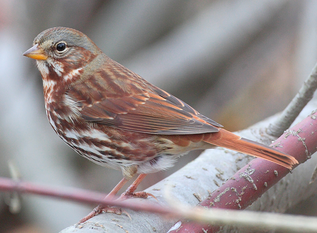 Fox Sparrow wallpaper