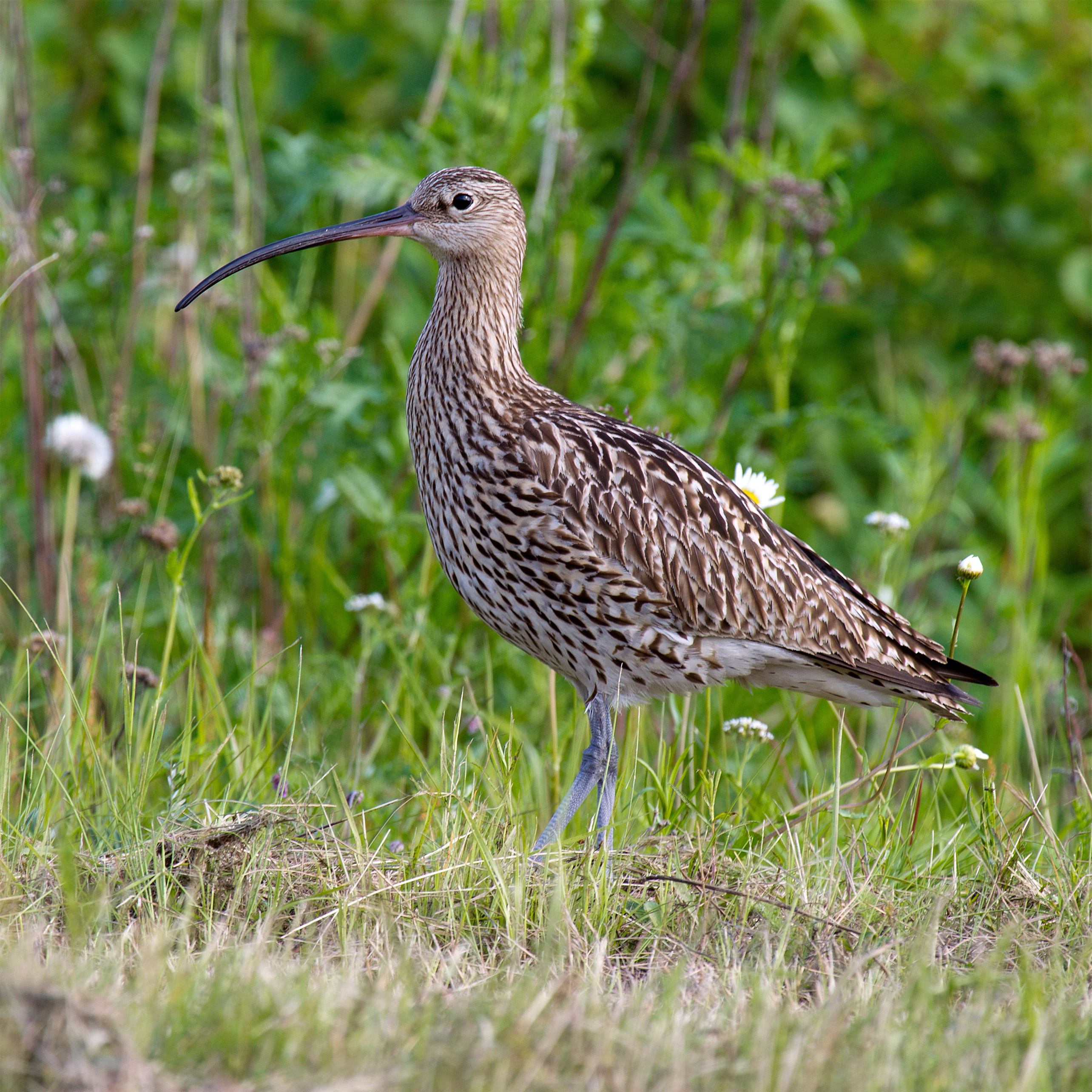 Eurasian Curlew wallpaper