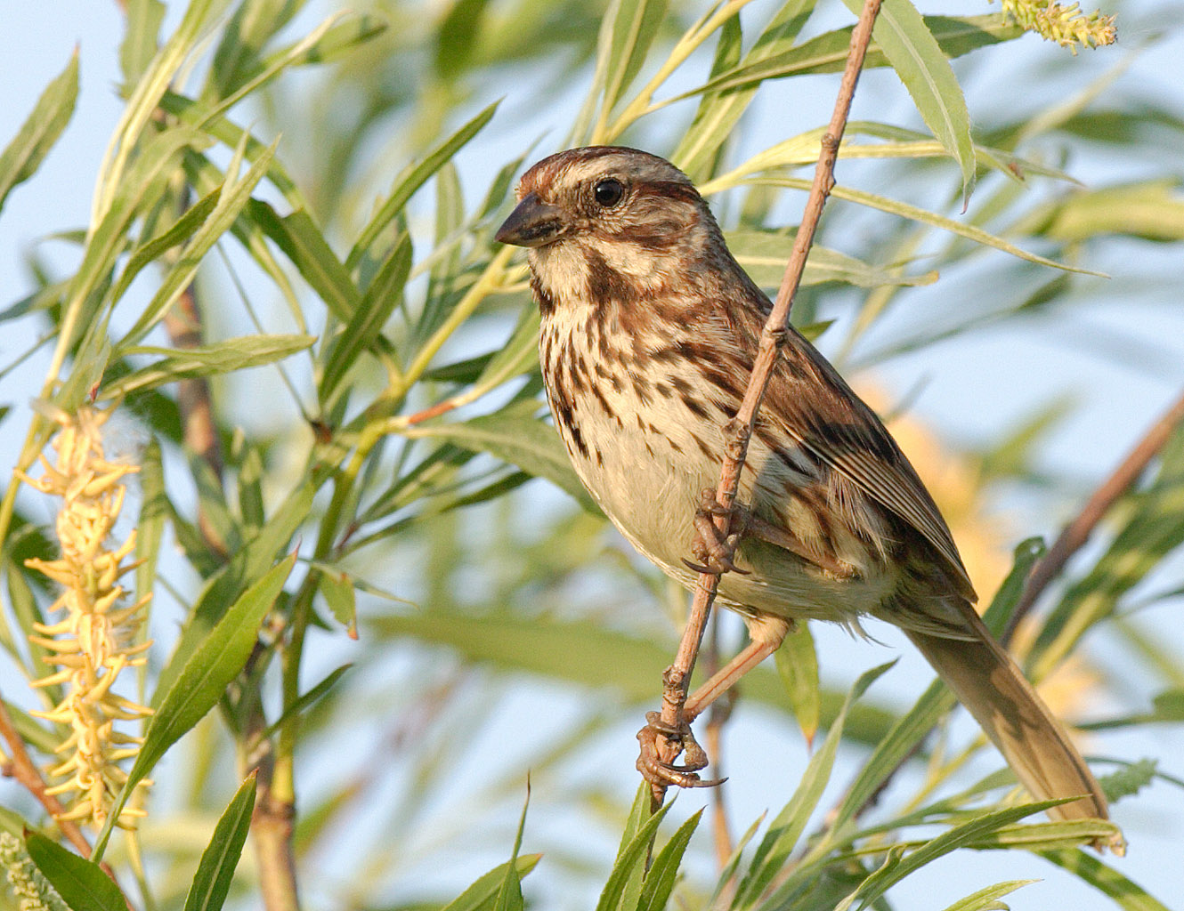 Song Sparrow wallpaper