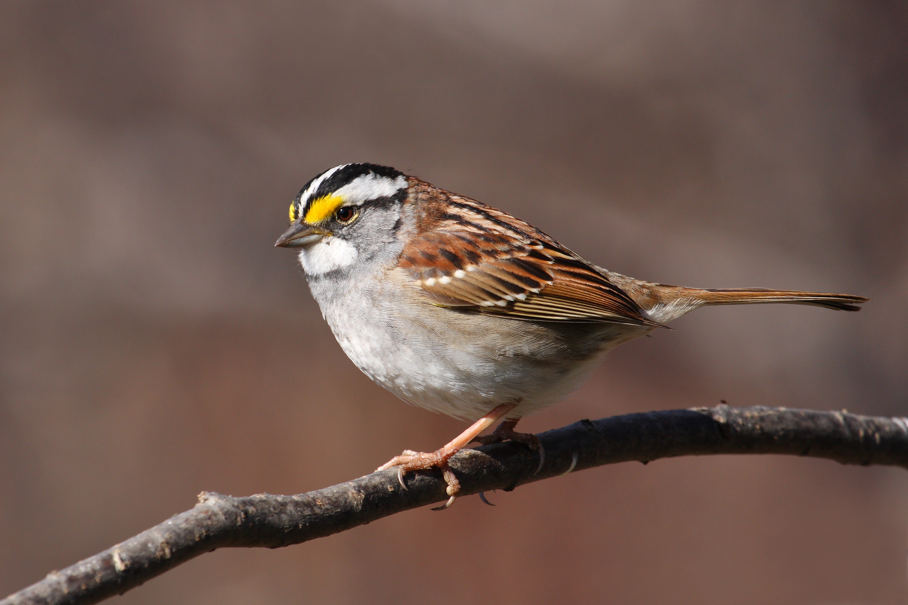 White-throated Sparrow wallpaper