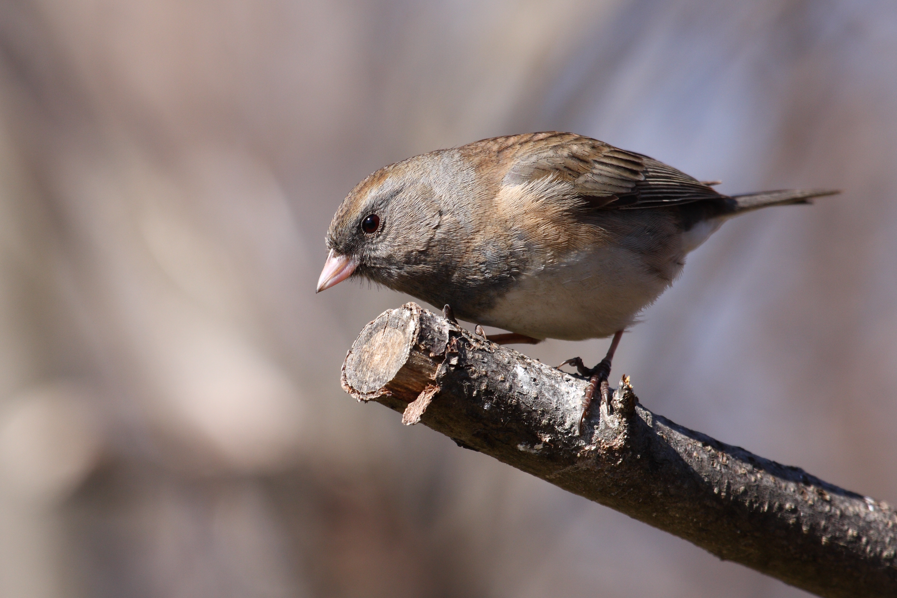 Dark-eyed Junco wallpaper