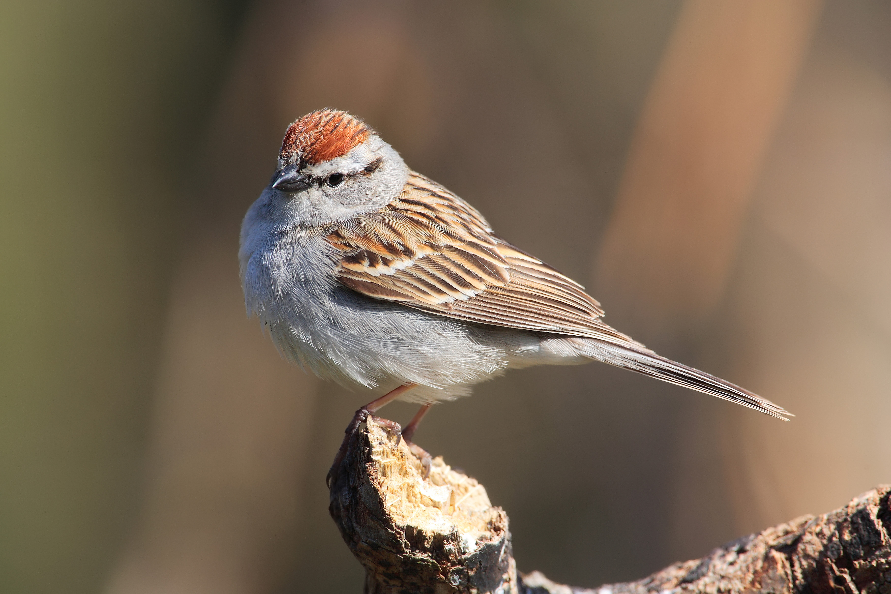 Chipping Sparrow wallpaper