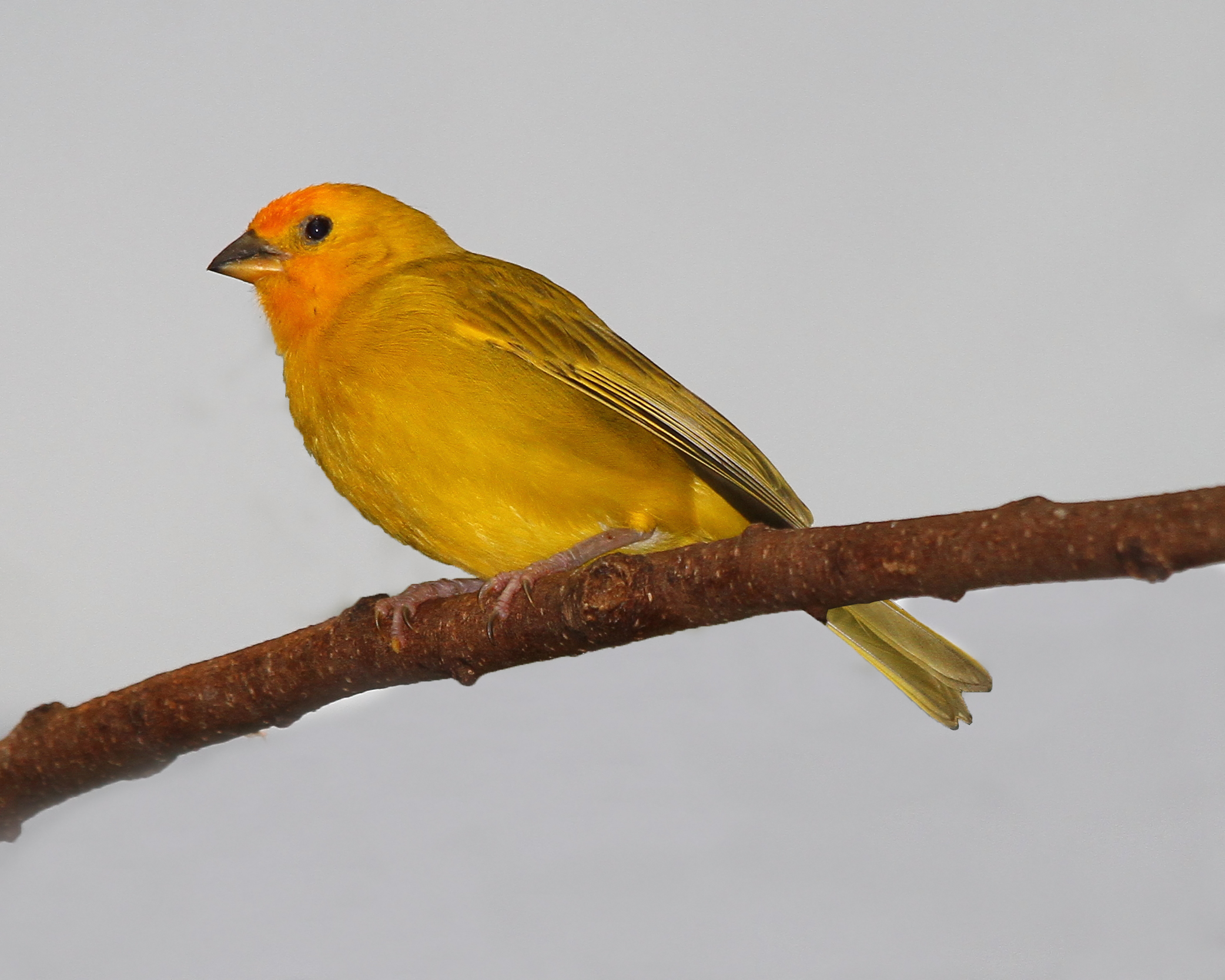 Saffron Finch wallpaper