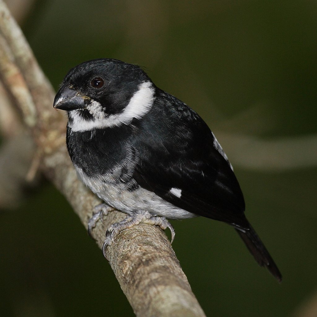 Variable Seedeater wallpaper