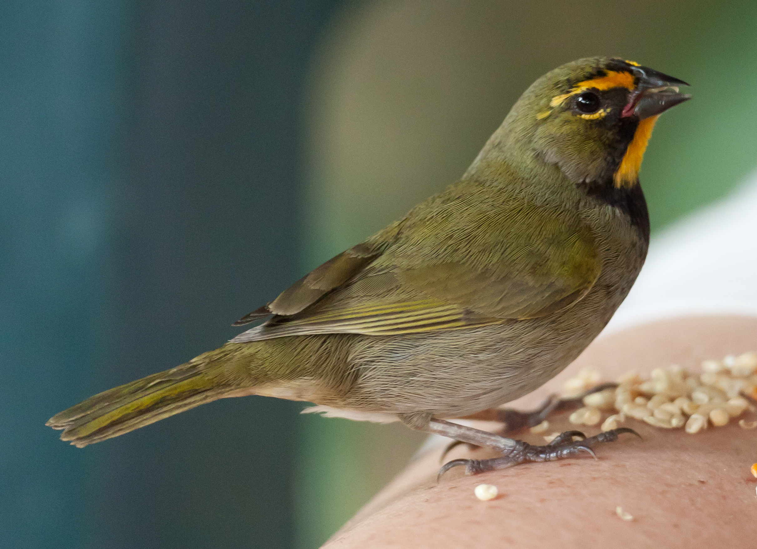 Yellow-faced Grassquit wallpaper