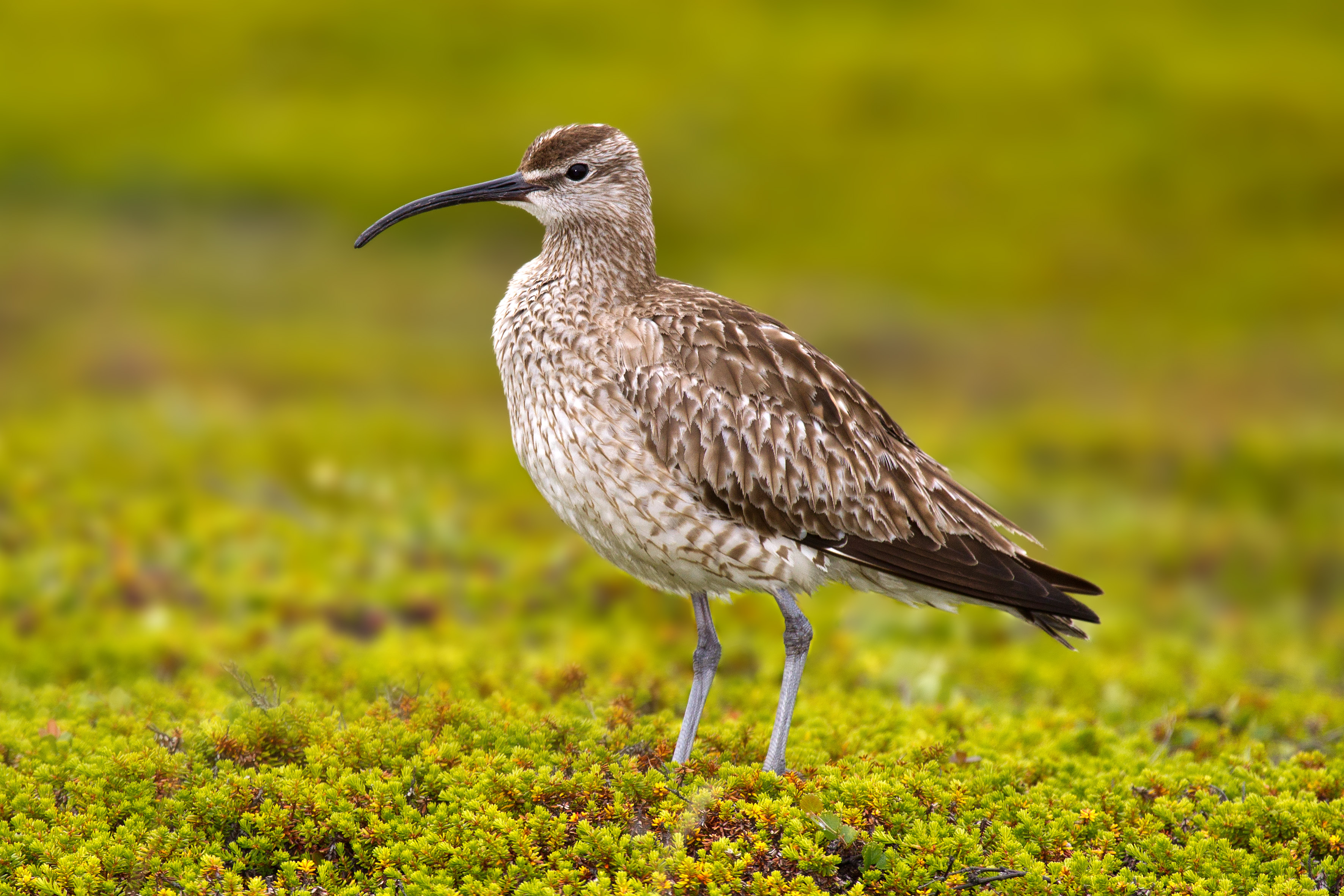 Whimbrel wallpaper