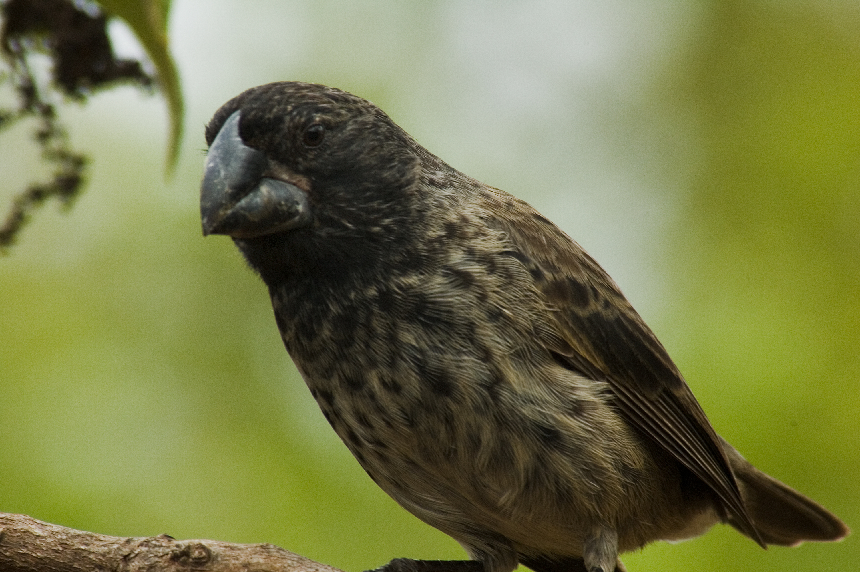 Large Ground-finch wallpaper