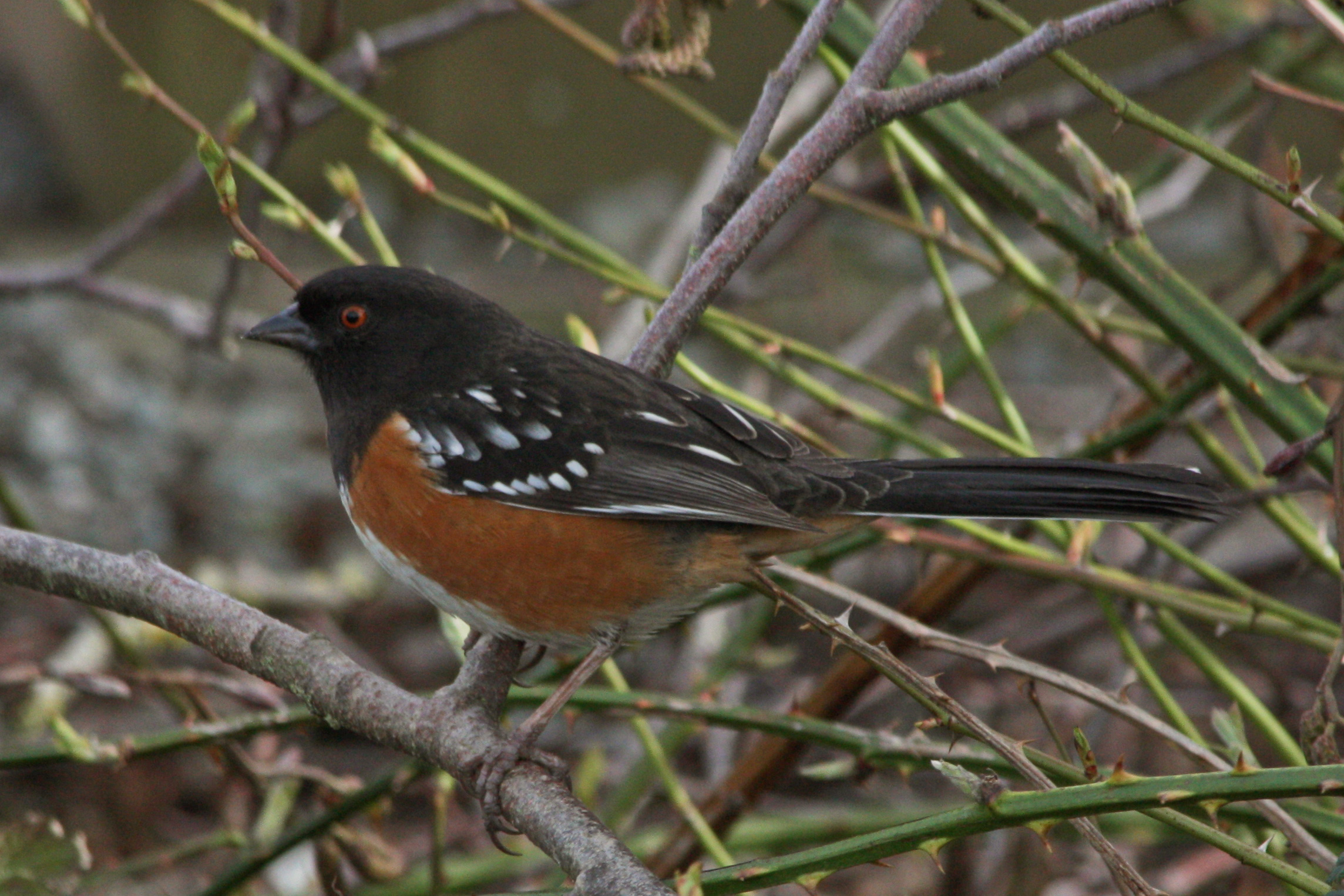 Spotted Towhee wallpaper