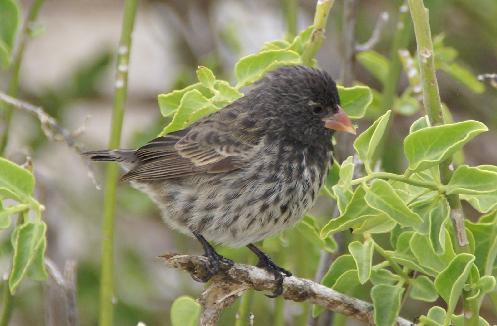 Small Ground-finch wallpaper