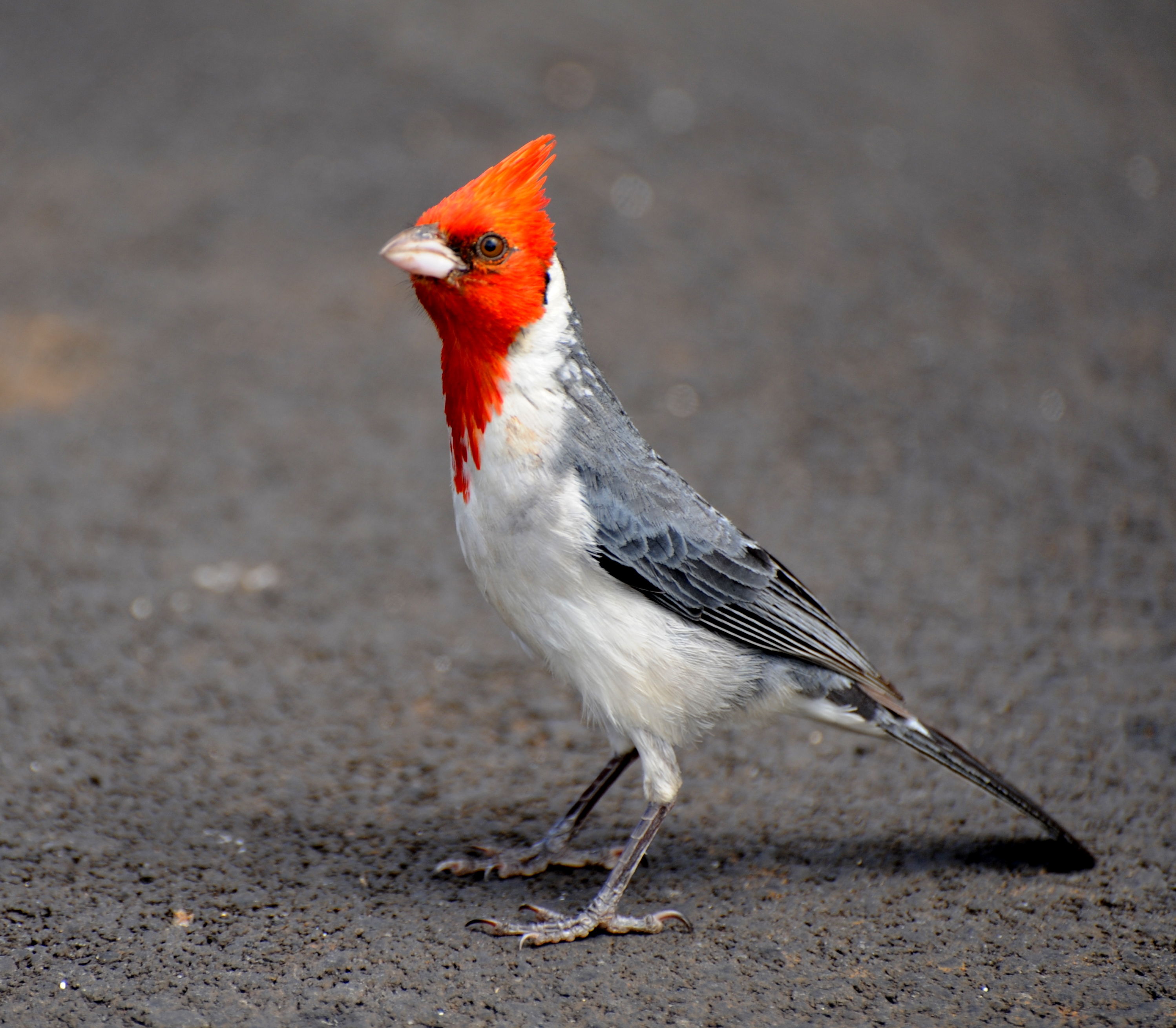 Red-crested Cardinal wallpaper