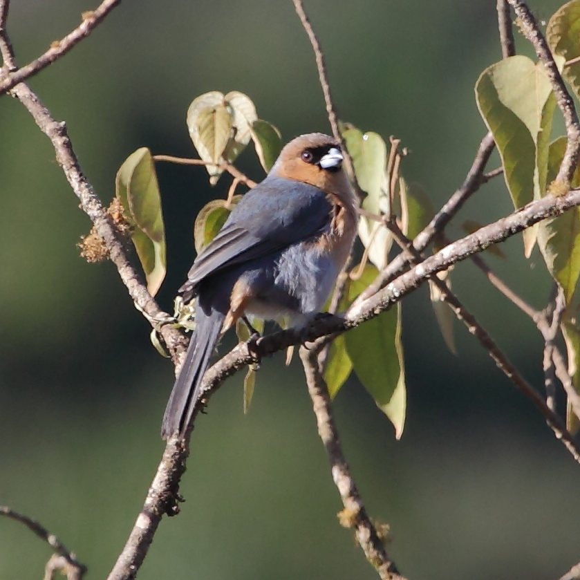 Cinnamon Tanager wallpaper