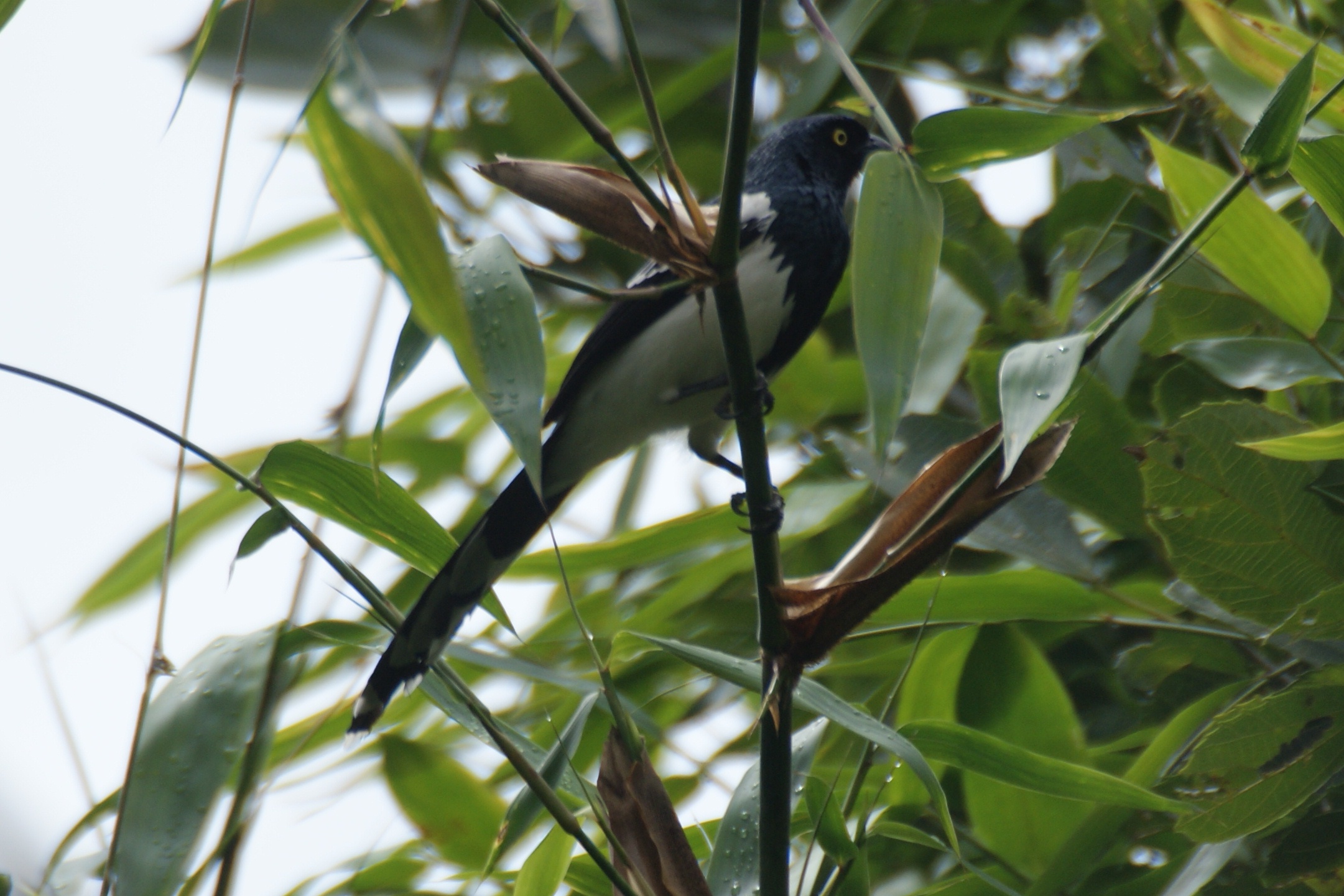 Magpie Tanager wallpaper